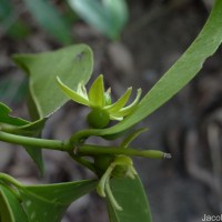 Cassipourea ceylanica (Gardner) Alston